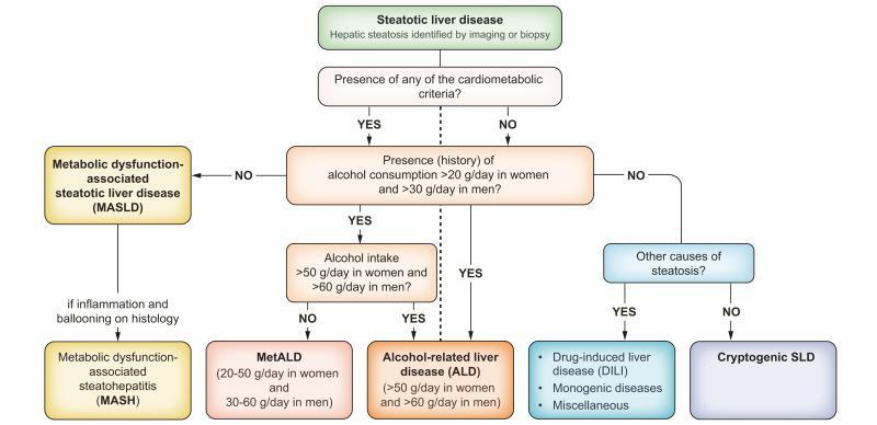 Diagnosis fatty liver